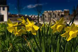 Fleurs des Villes