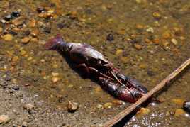 Une carcasse d'écrevisse sur les bords du Lac de Grand Lieu