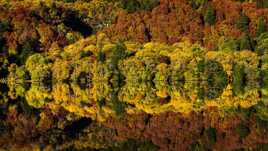 Formes et reflets d'automne