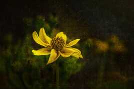 La fleur jaune !!