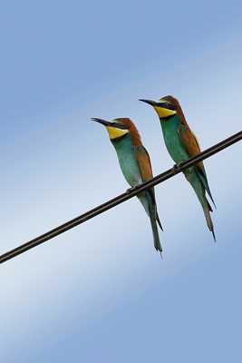 Couple de Guêpiers