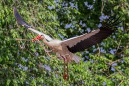 Construction de nid !