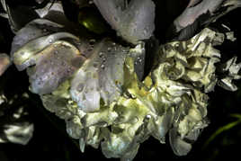 sous le poids des gouttes