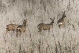 Chevreuils en famille