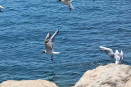 Mouette Port de Nice