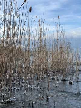 Qui n'a pas son glaçon ?