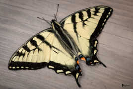 Papillon tigré