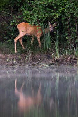 Reflet de Chevrillard