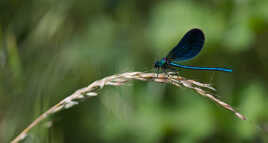 Bleu cobalt