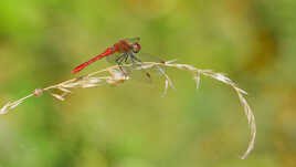 Sympetrum sanguin