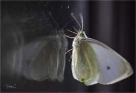Petit papillon égaré