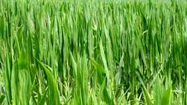 En vert et contre tout