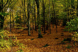 Promenade dans les sous-bois