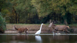 Traversée de l'étang sous haute surveillance