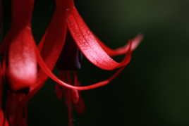Fuchsia de magellan