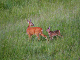 fait tout comme maman