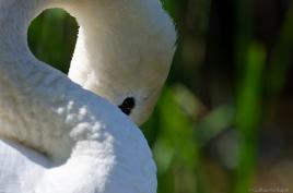 Cygne plié en 8