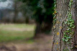 L'arbre qui voulait cacher la forêt...