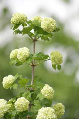 boules de fleurs