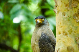 Troisième paupière