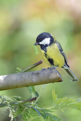 à la recherche de nourriture!!