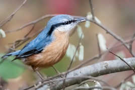 "Quand les sittelles auront des dents"