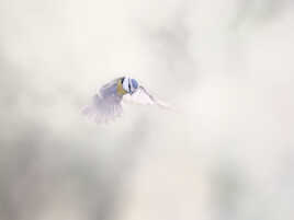 Un ange descend du ciel