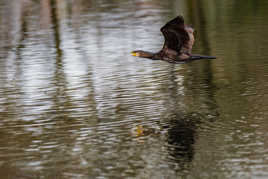Le cri du cormoran le soir au fonds des bois !
