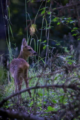 Bambi a la tombé de la nuit