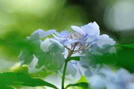 Hortensia