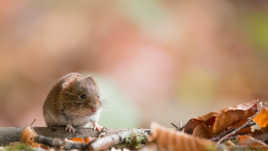 Campagnol des bois (Myodes glareolus) Bank vole