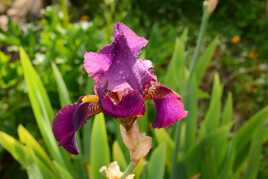 Iris en pleurs