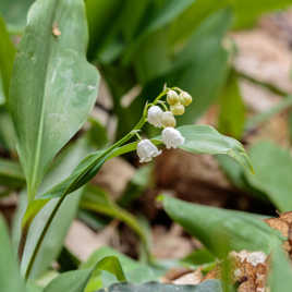 le Muguet du 1er Mai