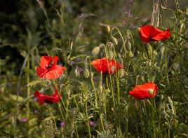 Coquelicot 3