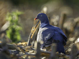 Regard d'or et plumes bleues