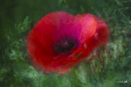 Mon coquelicot
