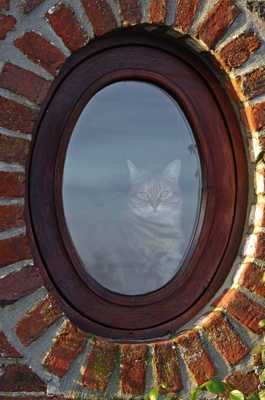 Mira regarde les oiseaux