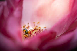 Immersion florale
