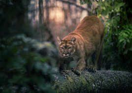 Etirements du matin...