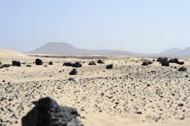 Pas un chat à l'horizon......