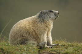 marmotte