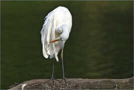 y'a un faux pli, là !