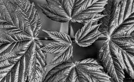 Nature monochrome (16)