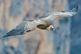 Entre les falaises...