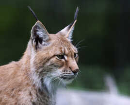 Portrait de lynx