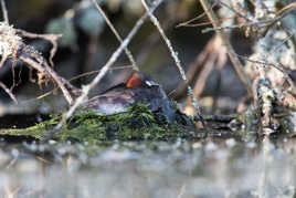 Couvaison chez les Castagneux