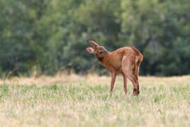 Chatouille ou gratouille ?