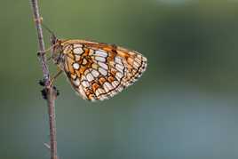 Papillon nacré (1)