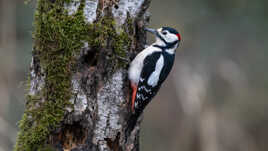 Le marteau piqueur des bois