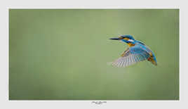 Vol stationnaire du Martin pêcheur